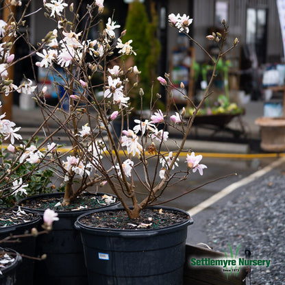 Magnolia Royal Star White 15 Gallon