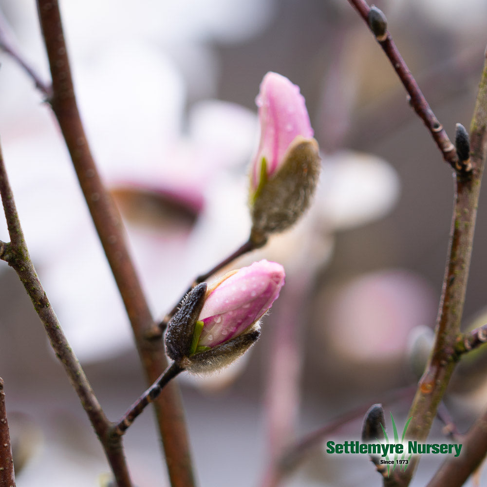 Magnolia Royal Star White 15 Gallon