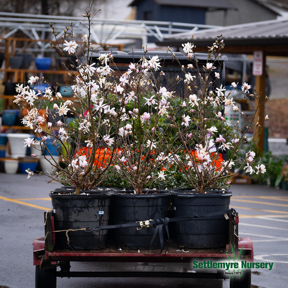 Magnolia Royal Star White 15 Gallon