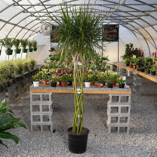 Dracaena Marginata Braided Cane 14"