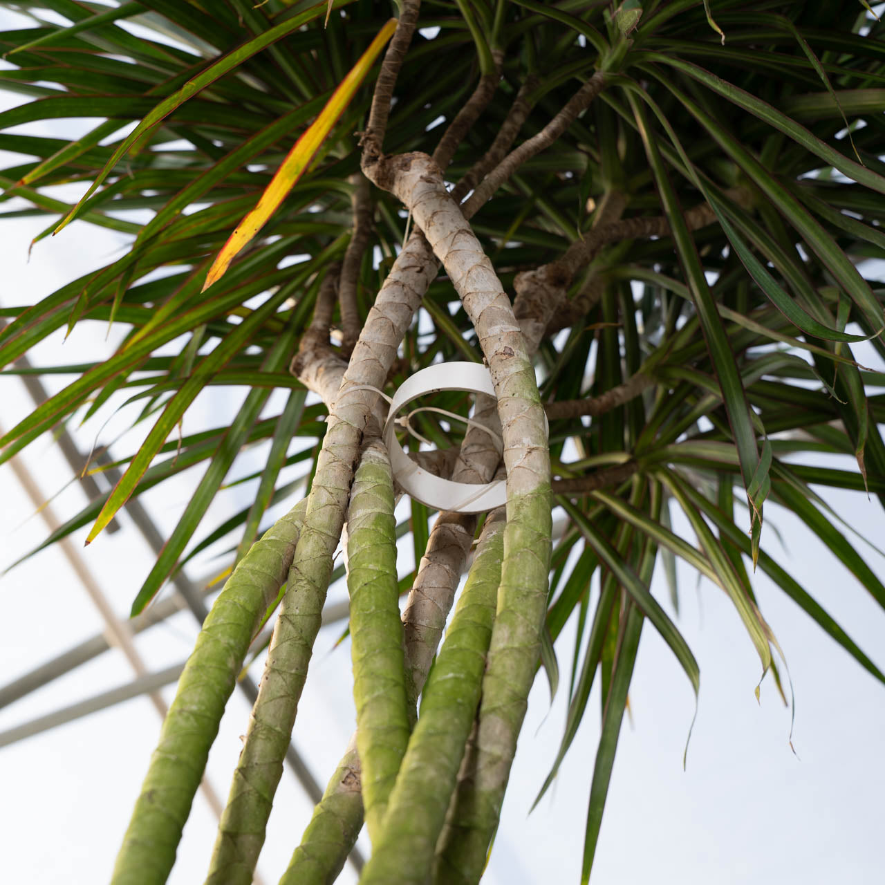 Dracaena Marginata Braided Cane 14"