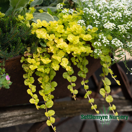 Creeping Jenny trailing over the size of container at our nursery