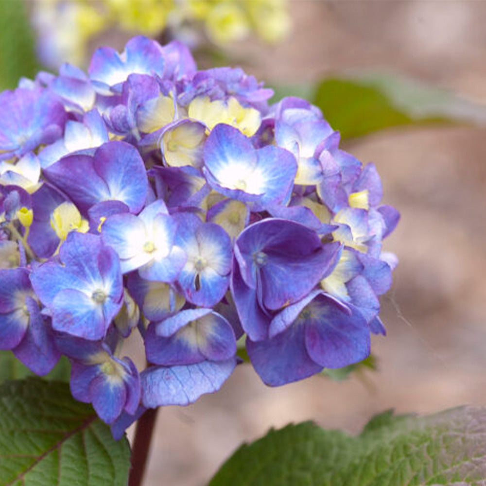 Bloomstruck Bigleaf Hydrangea