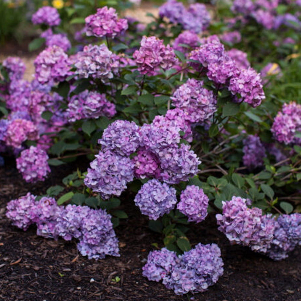 Bloomstruck Bigleaf Hydrangea