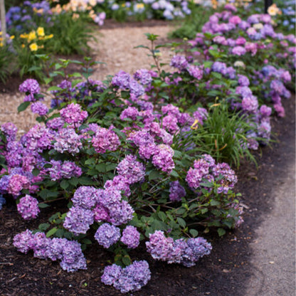 Bloomstruck Bigleaf Hydrangea