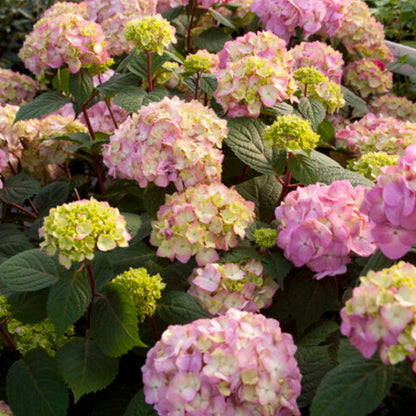 Bloomstruck Bigleaf Hydrangea