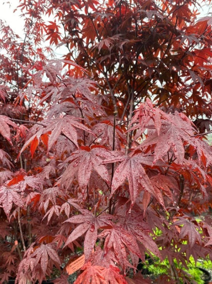 Emporer Japanese Maple