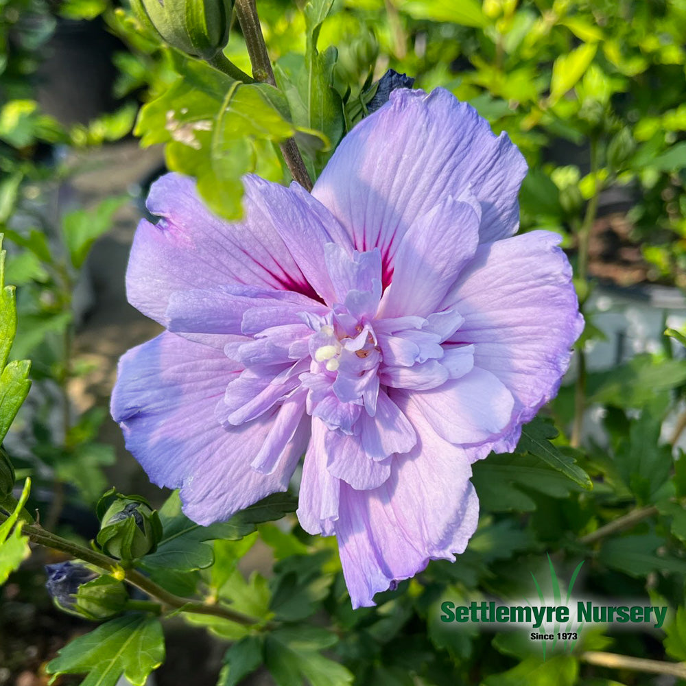 Hibiscus Blue Chiffon