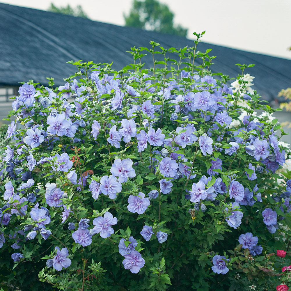 Hibiscus Blue Chiffon