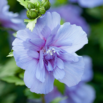 Hibiscus Blue Chiffon