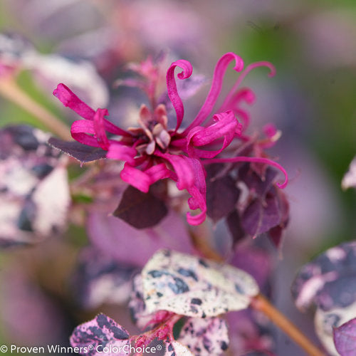 Loropetalum Jazz Hands 2 Gallon