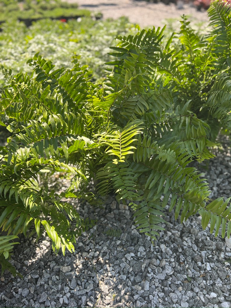 Fern Macho Shade 10 inch