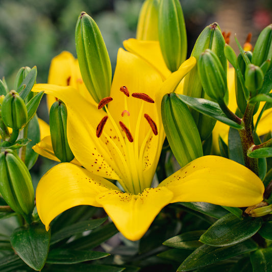 Asiatic Lily 8