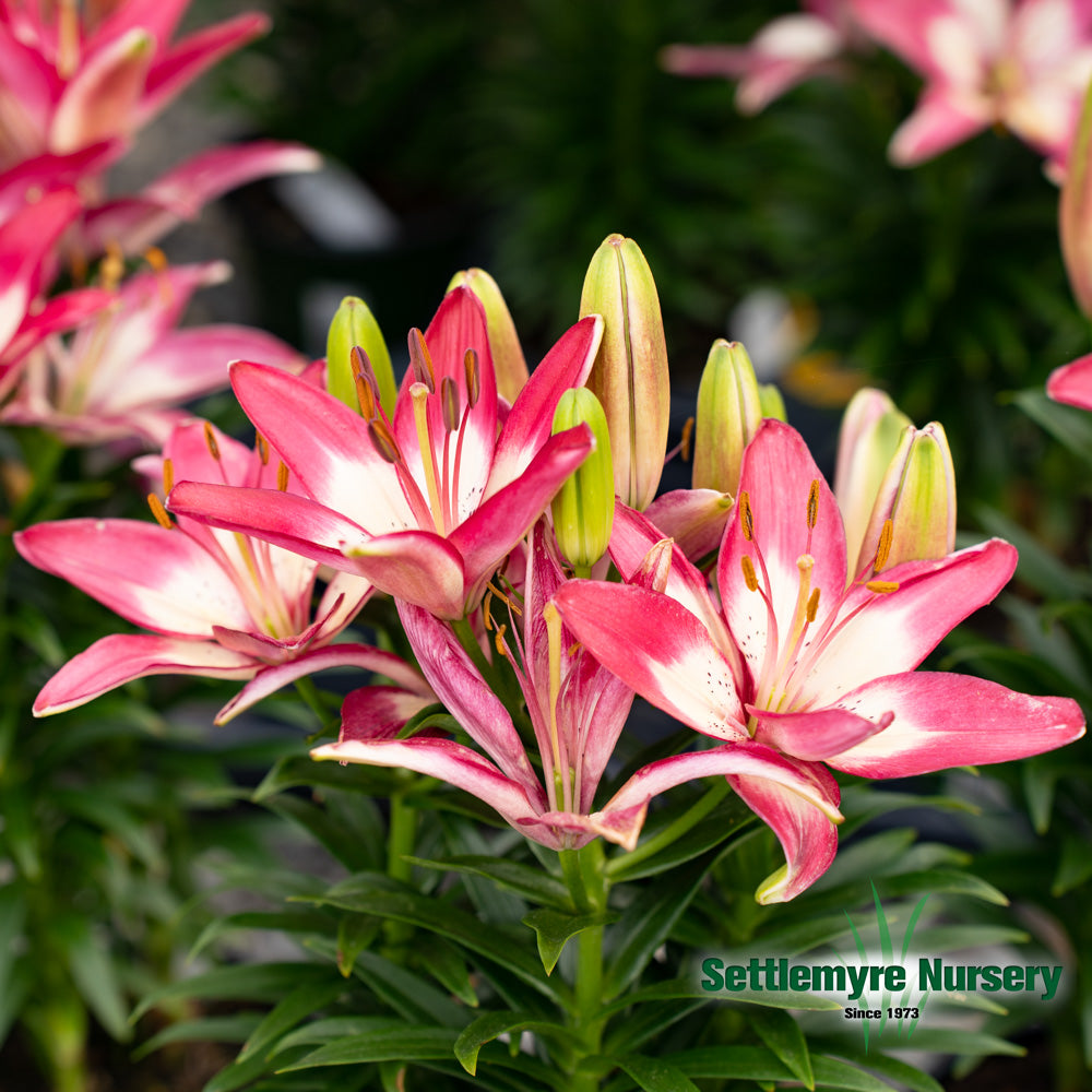 Asiatic Lily 8