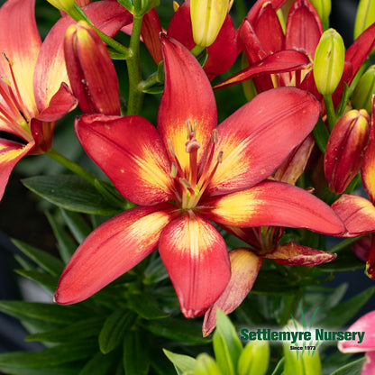 Asiatic Lily 8