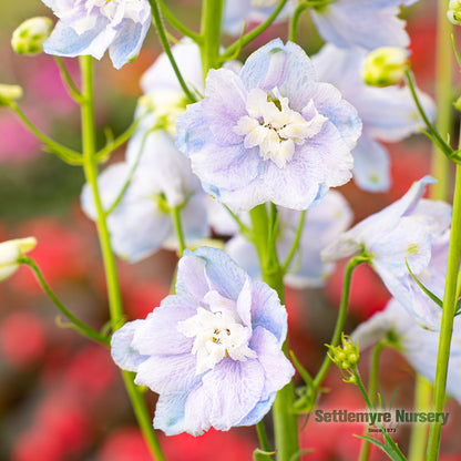 Perennial Delphinium 1G