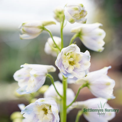 Perennial Delphinium 1G