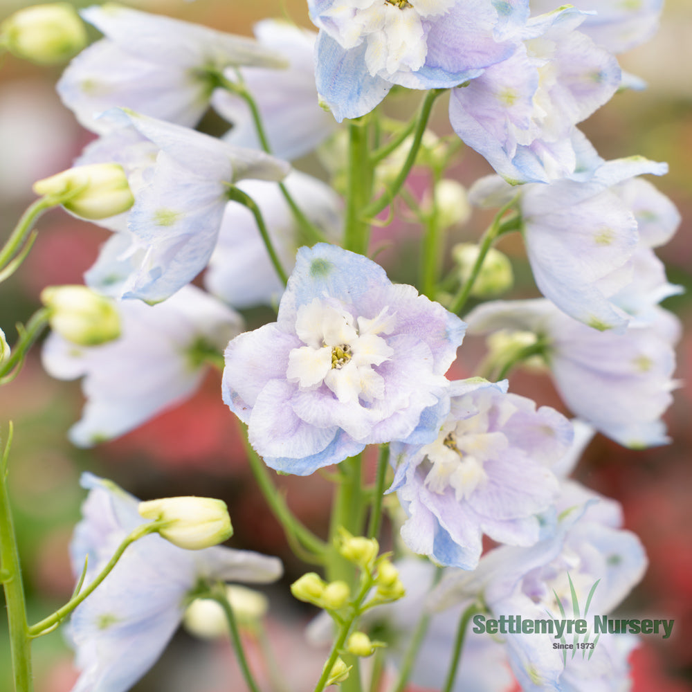 Perennial Delphinium 1G