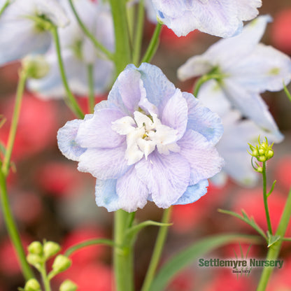 Perennial Delphinium 1G