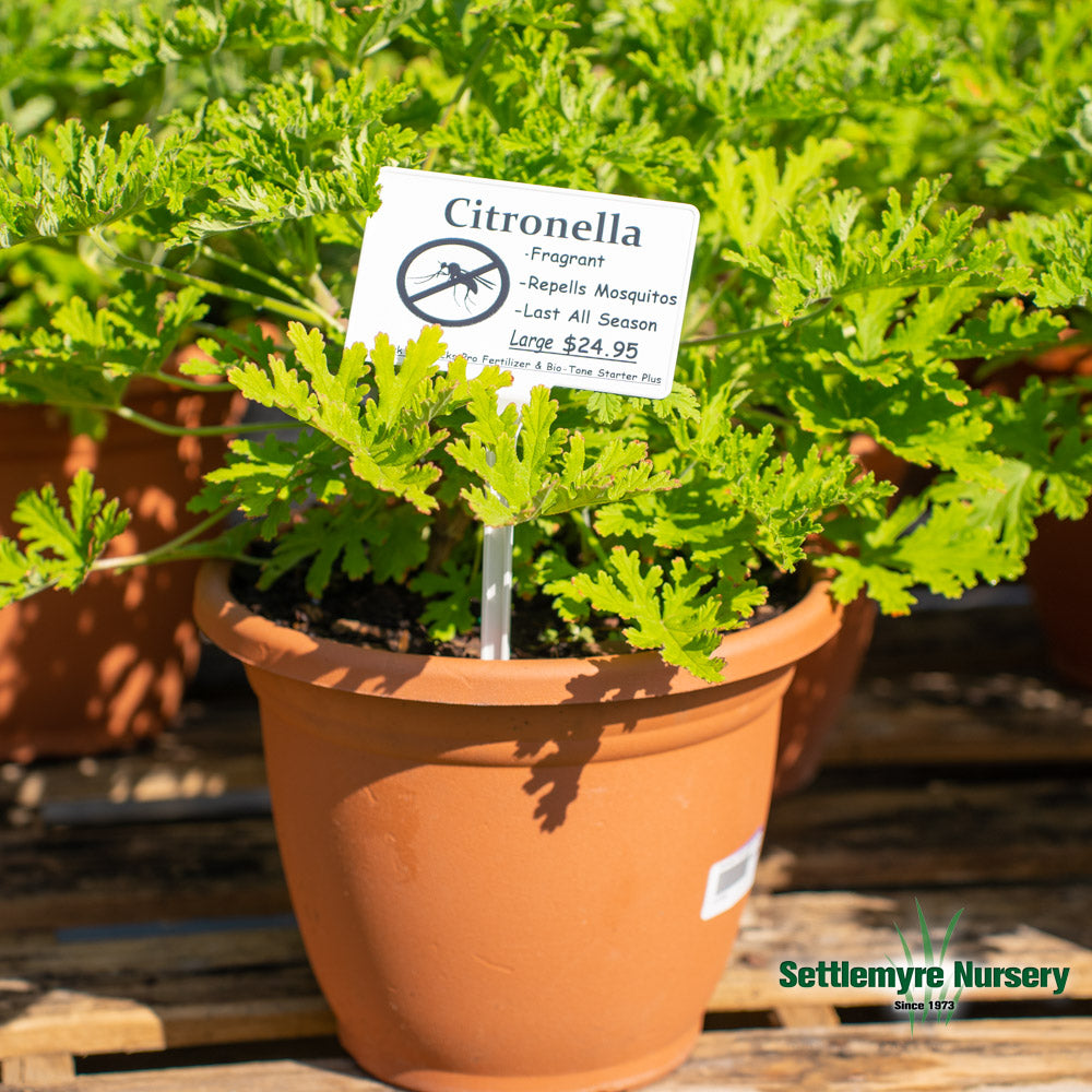 Citronella Mosquito Plant