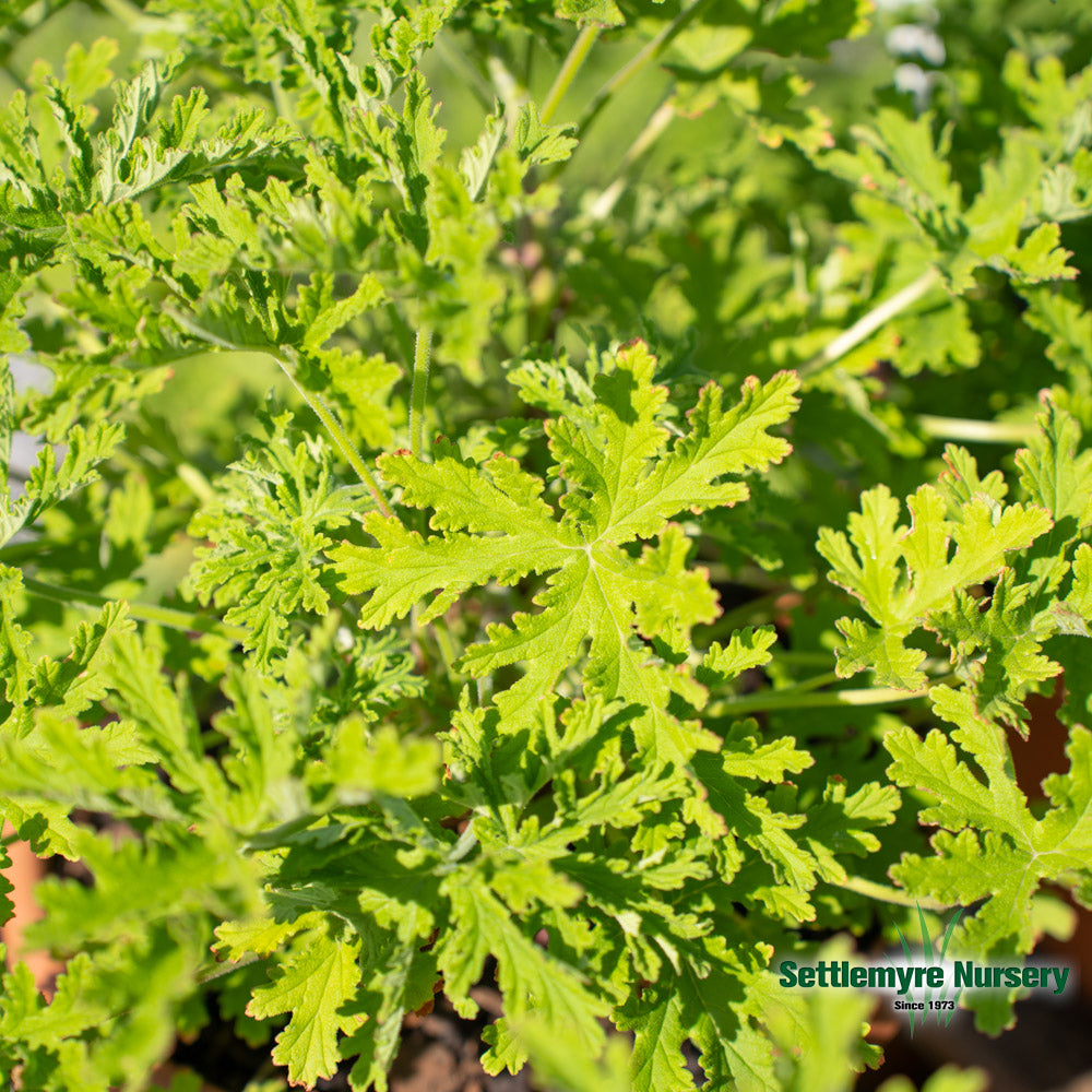 Citronella Mosquito Plant