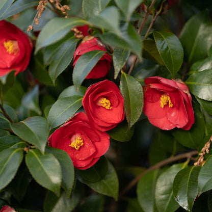 Camellia Greensboro Red 7 Gallon