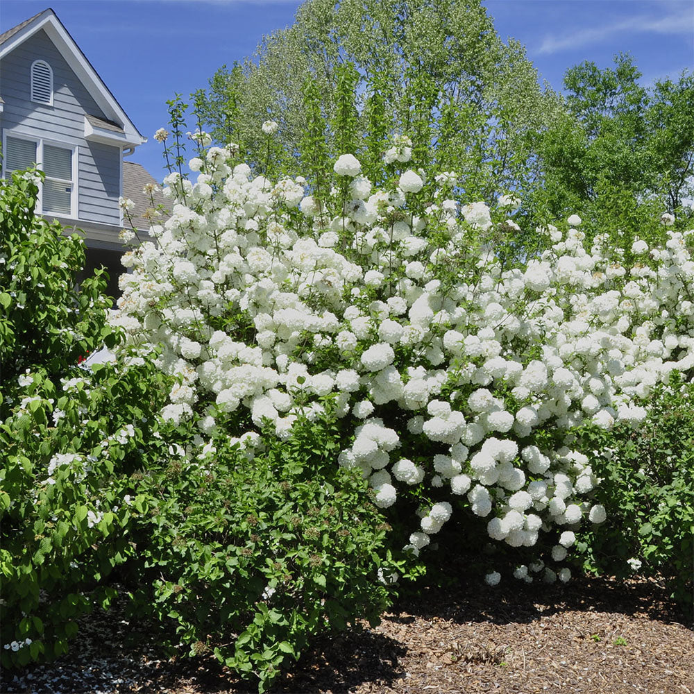 Snowball Bush Dwarf Viburnum