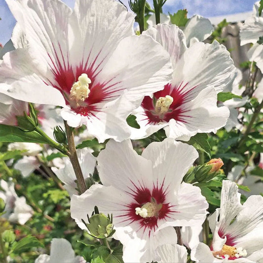 Hibiscus Red Heart 3 Gallon