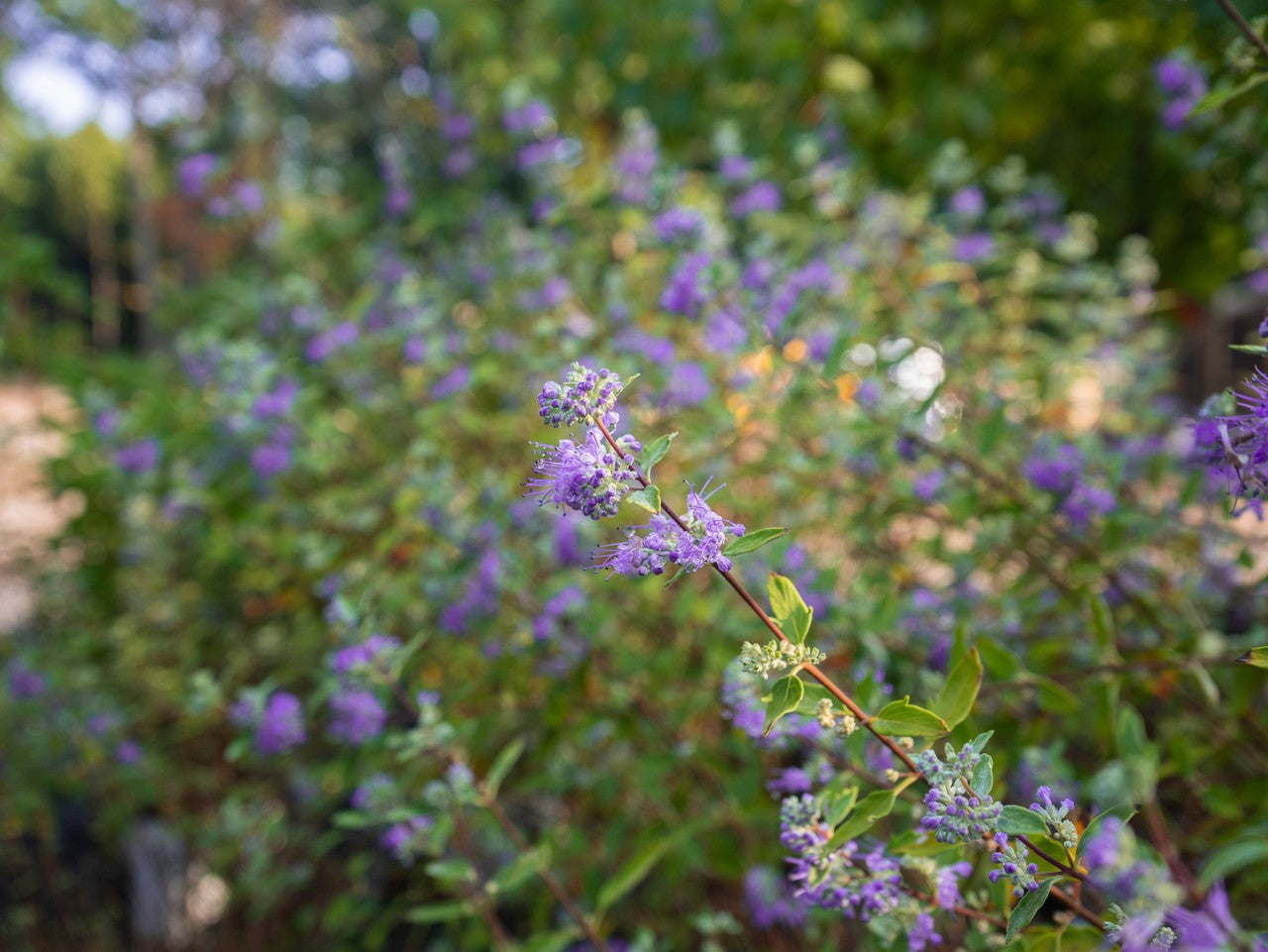 Caryopteris Longwood Blue