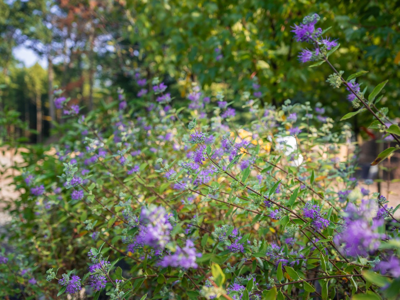 Caryopteris Longwood Blue