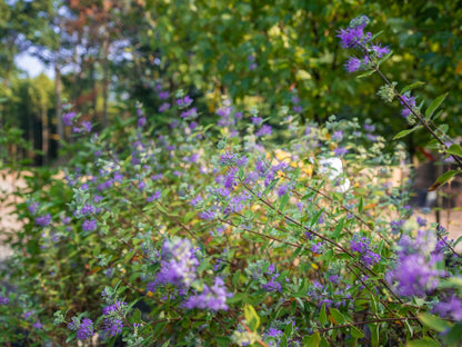 Caryopteris Longwood Blue