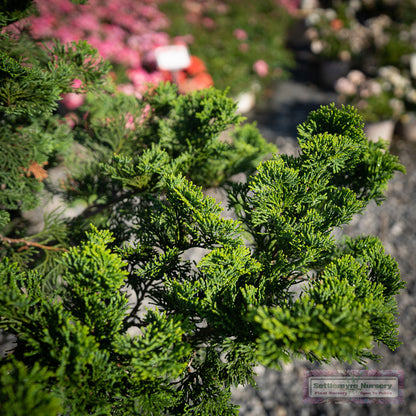 Nana Gracilis' Dwarf Hinoki Cypress