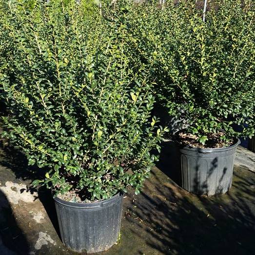 Dense evergreen foliage on the Hetz Japanese Holly