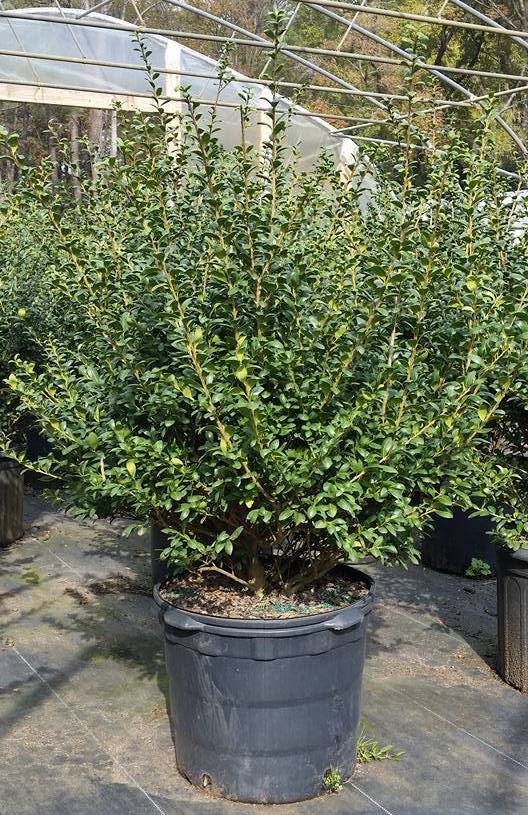 Hetz Holly | Evergreen Shrubs | Settlemyre Nursery
