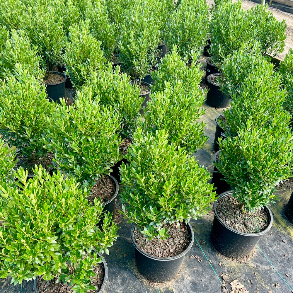 Ink Berry Holly at Settlemyre Nursery