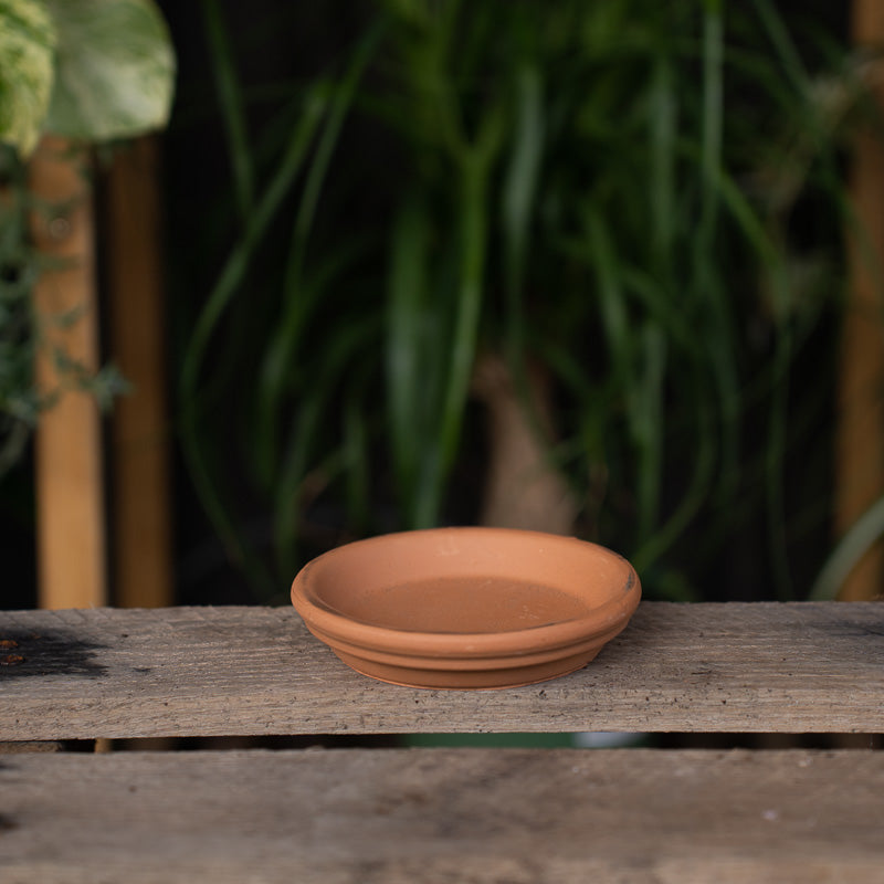 Terra Cotta Saucer at Settlemyre Nursery