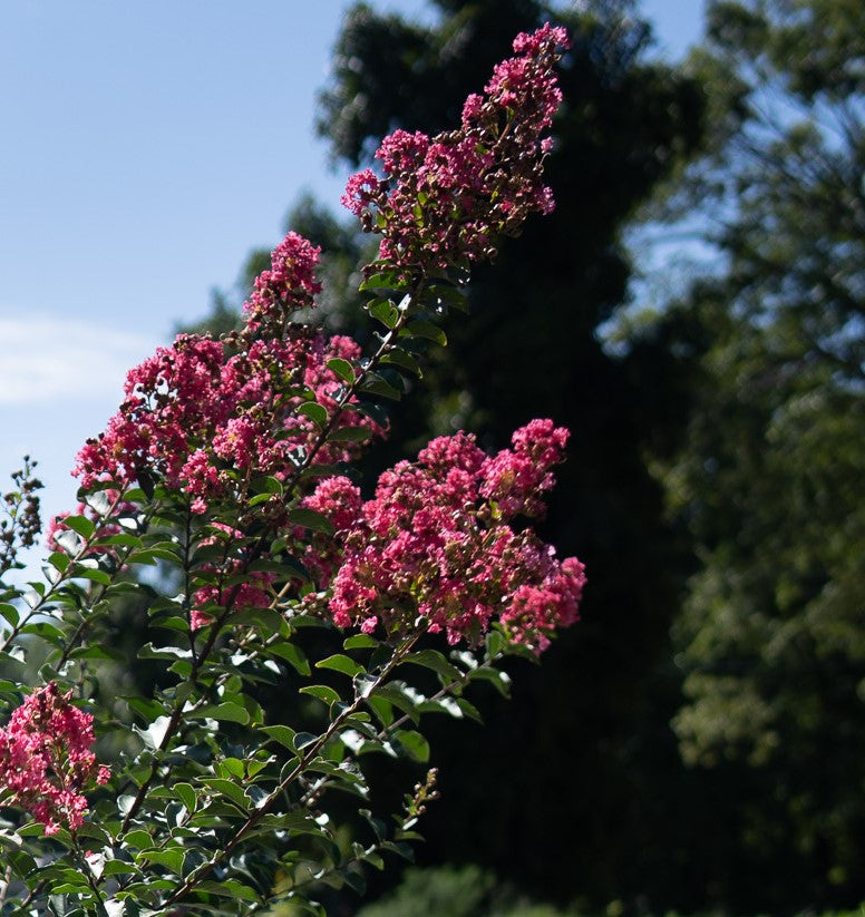 Tuscarora Watermelon Crape Myrtle Tree