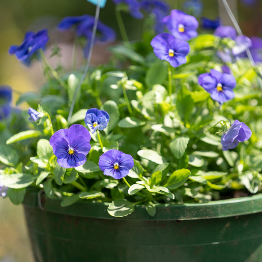 Pansy Cool Wave Basket