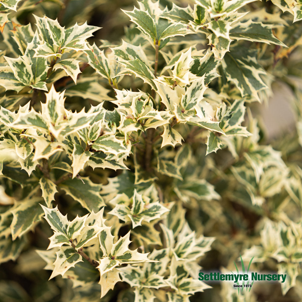 Closeup shot of the variegation on the variegatus osmanthus