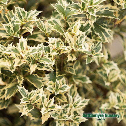 Closeup shot of the variegation on the variegatus osmanthus