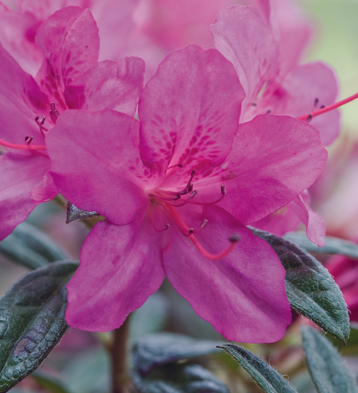 Azalea Encore Autumn Amethyst