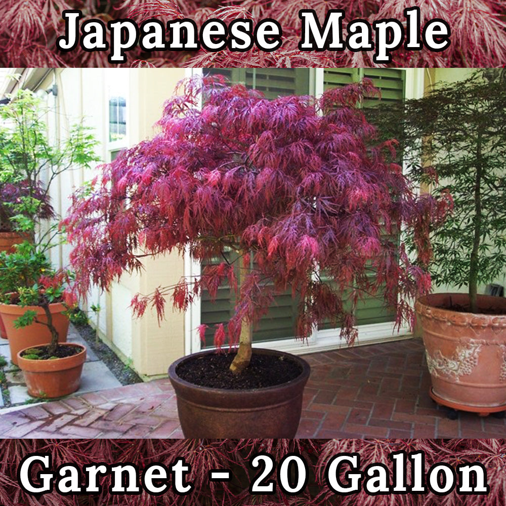 Garnet Japanese Maple