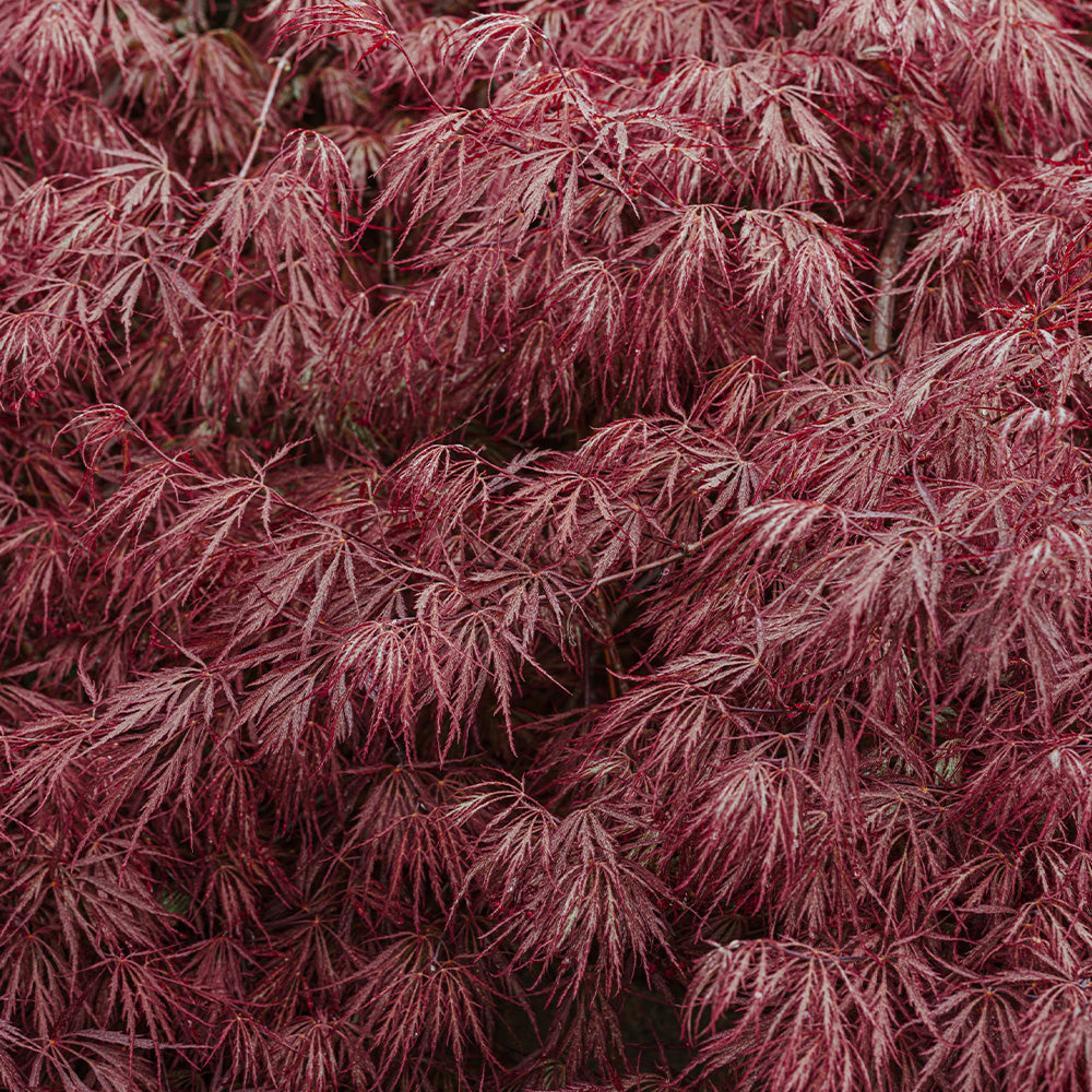 Garnet Japanese Maple