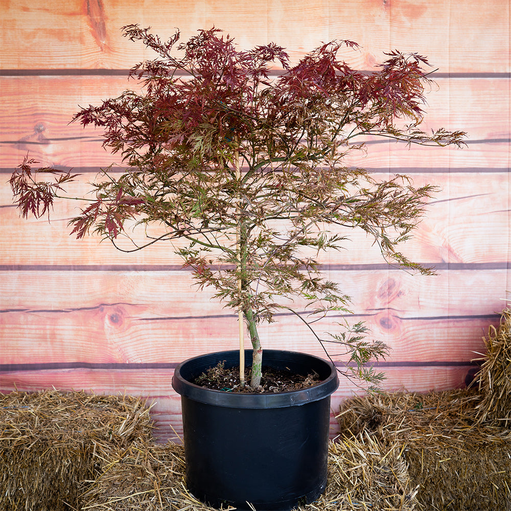 Inaba Shidare Japanese Maple in 10 gallon pot.