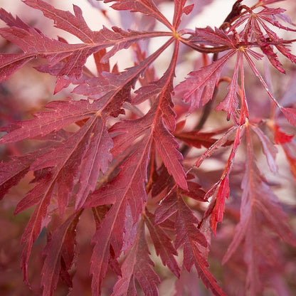 Inaba Shidare Japanese Maple foliage