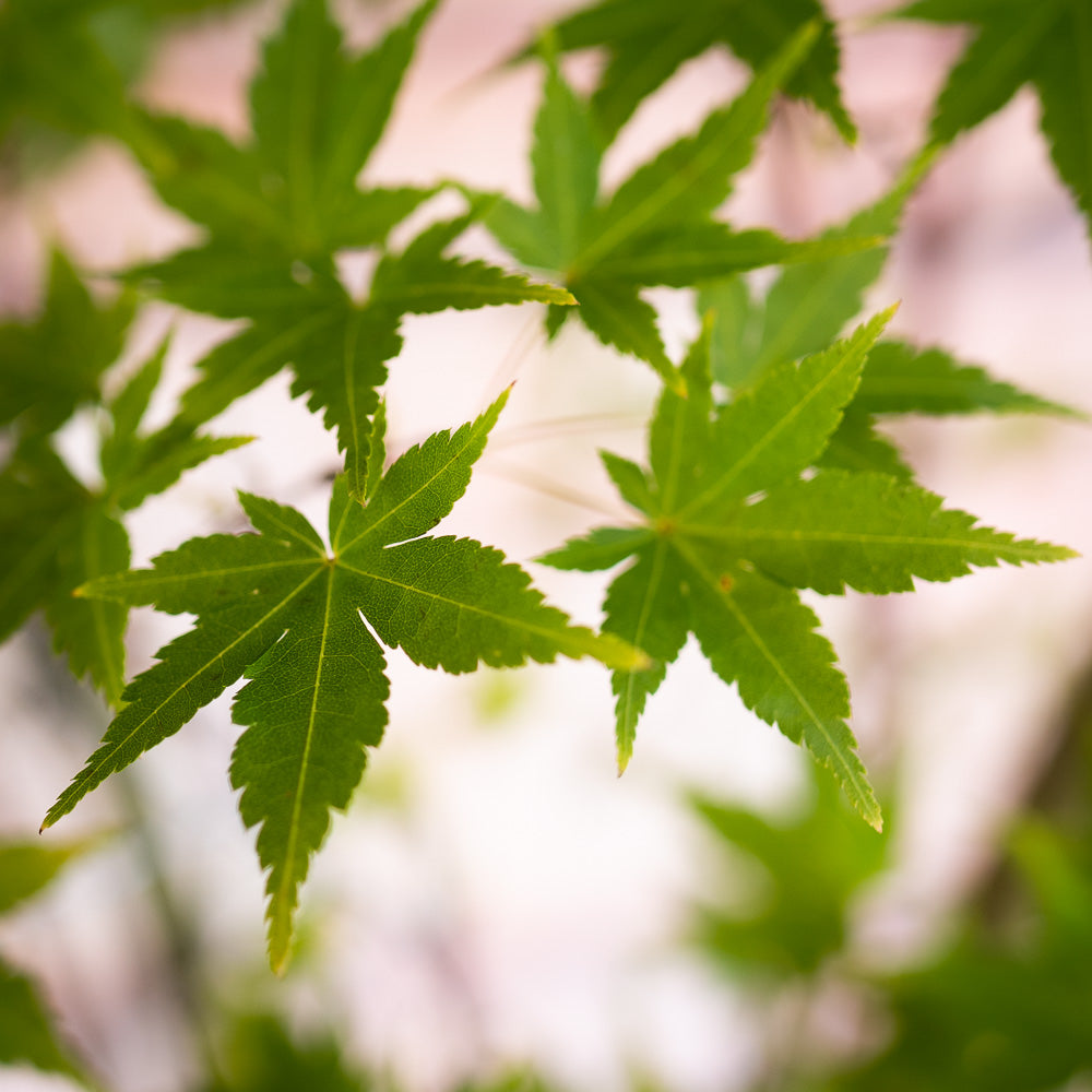 Coral Bark Japanese Maple