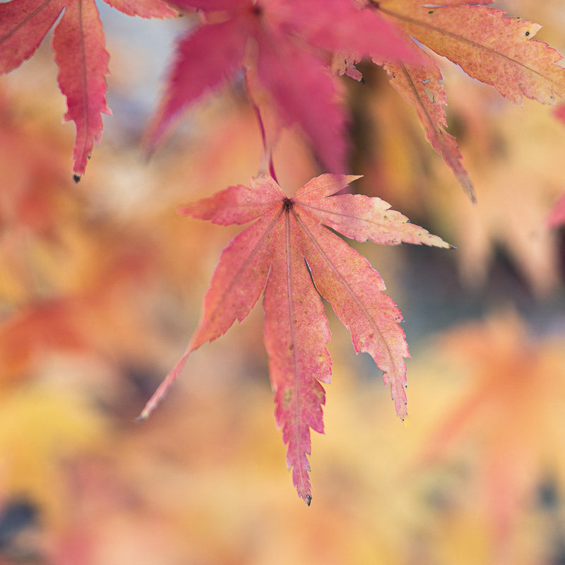 Coral Bark Japanese Maple