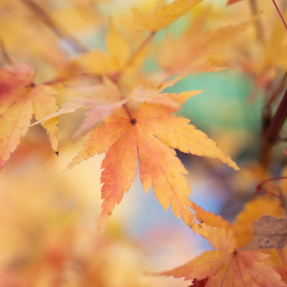 Coral Bark Japanese Maple