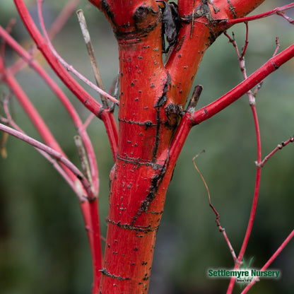 Coral Bark Japanese Maple