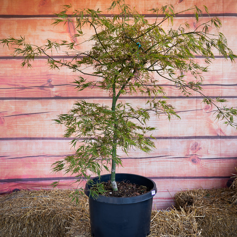 Spring Delight Japanese Maple in pot